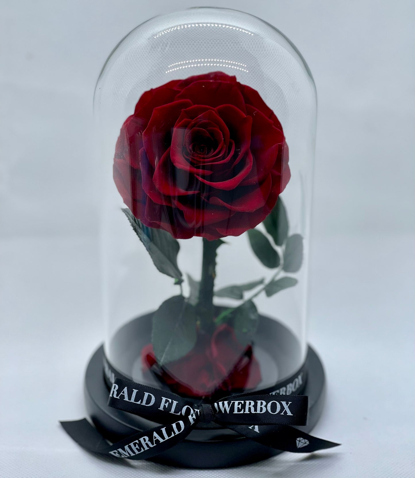 Burgundy Beauty & the Beast